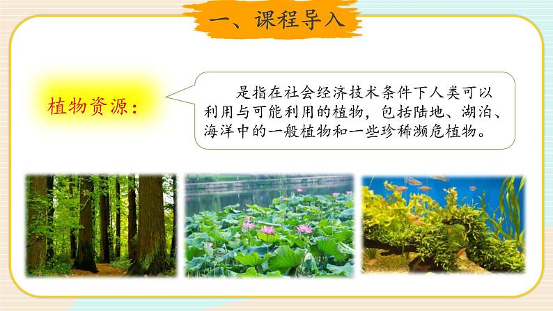 新大象科学三下 3.1 植物资源知多少 (课件PPT+教案)02