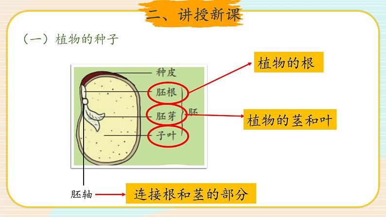 新大象科学三下 3.2 播下希望的种子 课件PPT+教案+视频08