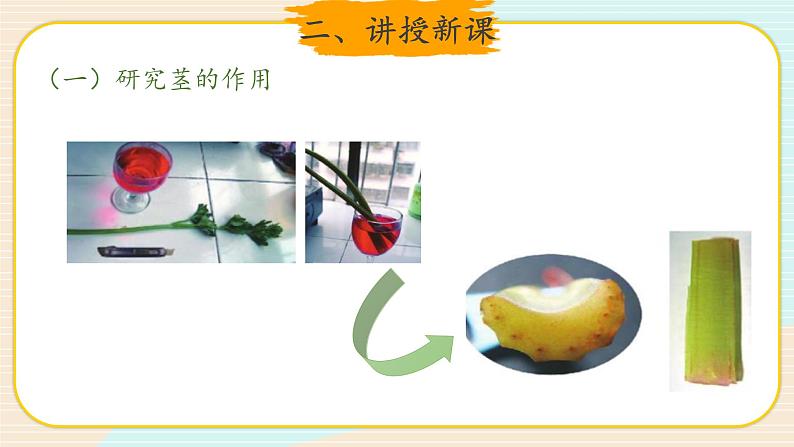 新大象科学三下 3.3 茁壮成长 课件PPT+教案+视频07