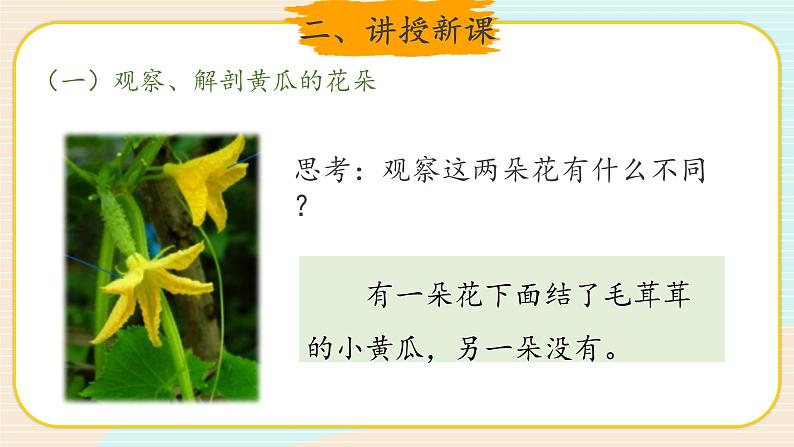 新大象科学三下 3.4 开放的花朵 课件PPT+教案+视频03