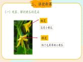 新大象科学三下 3.4 开放的花朵 课件PPT+教案+视频