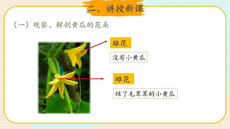 新大象科学三下 3.4 开放的花朵 课件PPT+教案+视频04