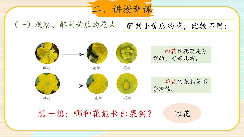 新大象科学三下 3.4 开放的花朵 课件PPT+教案+视频05
