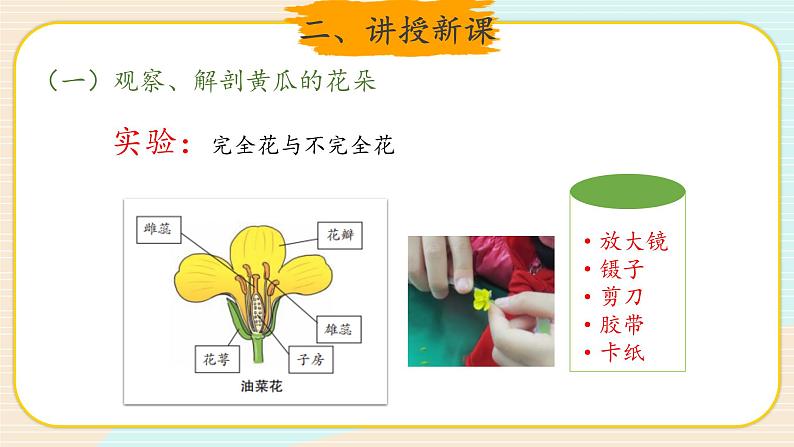 新大象科学三下 3.4 开放的花朵 课件PPT+教案+视频06