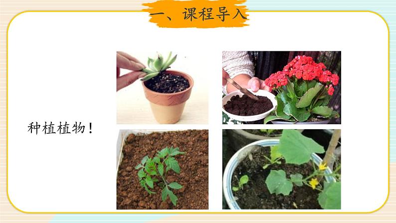 新大象科学三下 3.6 植物种植展示会 课件PPT+教案+视频02