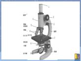 冀人版五下科学 第12课《观察细胞》教案+课件PPT