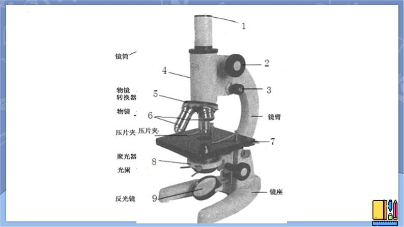 冀人版五下科学 第12课《观察细胞》教案+课件PPT04
