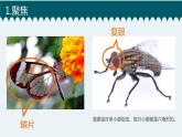 新教科版六上科学 微小世界 第3课 观察身边微小的物体 课件PPT+教案+视频素材
