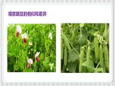 冀人版六年级科学上册 第一课《种豆得豆》课件PPT+教案