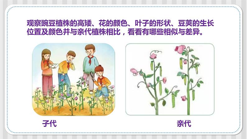 冀人版六年级科学上册 第一课《种豆得豆》课件PPT+教案05