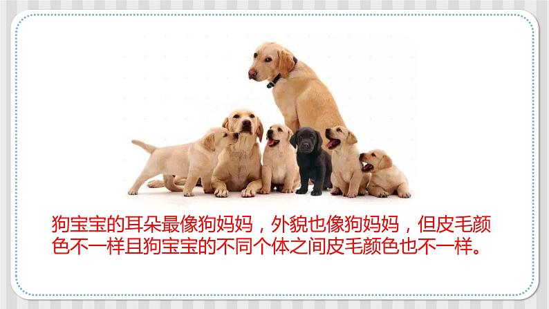 冀人版六年级科学上册 第二课《相似与差异》课件PPT+教案04