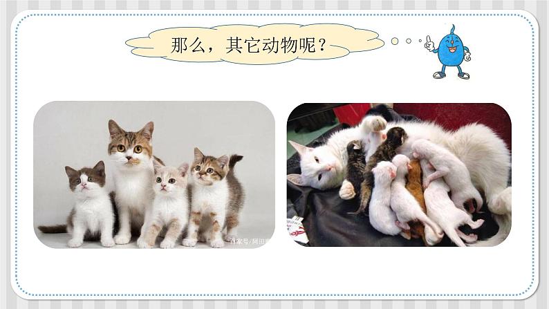 冀人版六年级科学上册 第二课《相似与差异》课件PPT+教案05