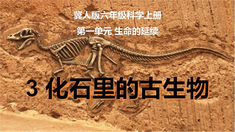 冀人版六年级科学上册 第三课《化石里的古生物》课件PPT+教案01