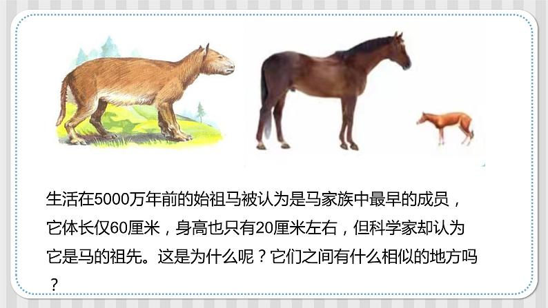 冀人版六年级科学上册 第四课《生物的演变》课件PPT+教案03