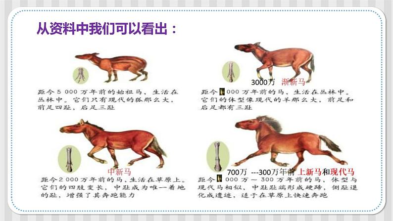 冀人版六年级科学上册 第四课《生物的演变》课件PPT+教案07