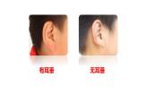 小学科学 教科版 六年级上册 相貌各异的我们  课件