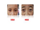 小学科学 教科版 六年级上册 相貌各异的我们  课件