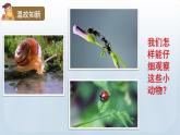 教科版六年级科学上册课件 1微小世界 1 放大镜