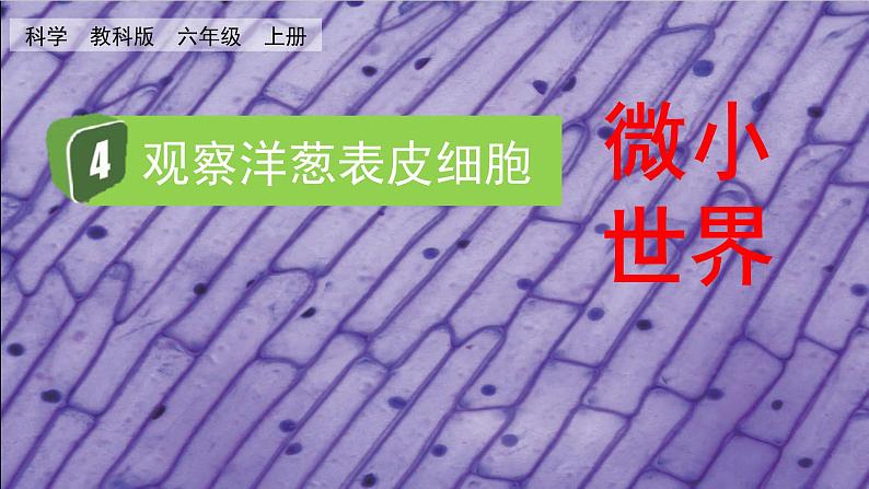 教科版六年级科学上册课件 1微小世界 4 观察洋葱表皮细胞01