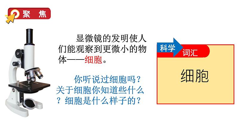 教科版六年级科学上册课件 1微小世界 4 观察洋葱表皮细胞04