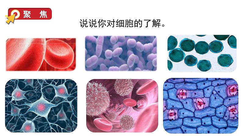 教科版六年级科学上册课件 1微小世界 4 观察洋葱表皮细胞05