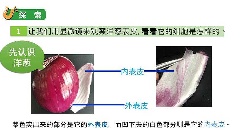 教科版六年级科学上册课件 1微小世界 4 观察洋葱表皮细胞06