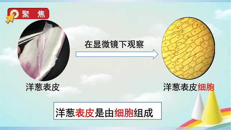 教科版六年级科学上册课件 1微小世界 5 观察更多的生物细胞03