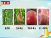 教科版六年级科学上册课件 1微小世界 5 观察更多的生物细胞