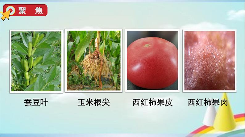 教科版六年级科学上册课件 1微小世界 5 观察更多的生物细胞04