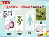 教科版六年级科学上册课件 1微小世界 5 观察更多的生物细胞