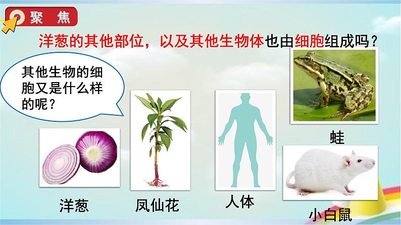 教科版六年级科学上册课件 1微小世界 5 观察更多的生物细胞05