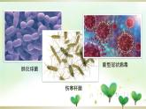 教科版六年级科学上册课件 1微小世界 7 微生物与健康