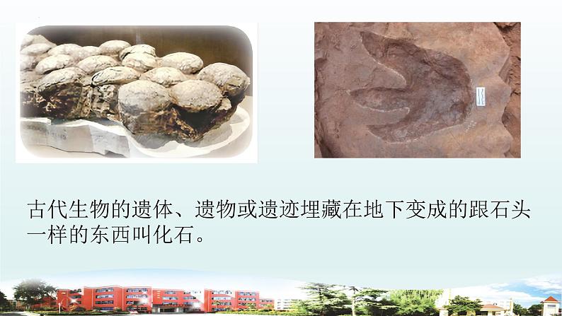 小学科学青岛版六三制六年级上册第一单元第3课《灭绝的生物》教学课件08