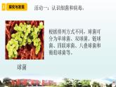 小学科学青岛版六三制六年级上册第二单元第4课《细菌和病毒》教学课件
