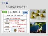 小学科学 五年级下《比较种子发芽实验》 课件