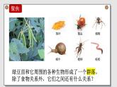 小学科学 五年级下《设计和制作生态瓶》（PPT） 课件