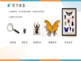 小学科学 教科版 六年级下册  《放大镜下的昆虫世界》 PPT 课件