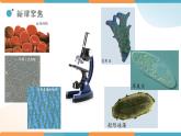 小学科学 教科版 六年级下册  《用显微镜观察身边的生命世界（三）》 PPT 课件