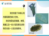 小学科学 教科版 六年级下册  《用显微镜观察身边的生命世界（三）》 PPT 课件