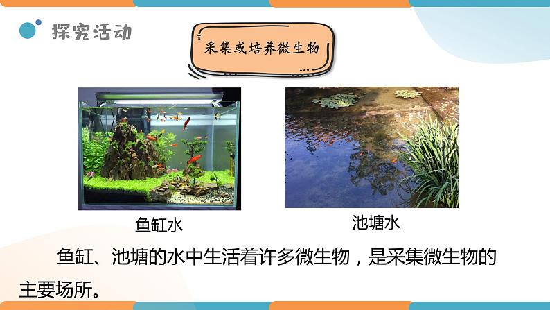 小学科学 教科版 六年级下册  《用显微镜观察身边的生命世界（三）》 PPT 课件第7页