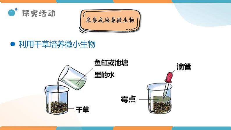 小学科学 教科版 六年级下册  《用显微镜观察身边的生命世界（三）》 PPT 课件第8页