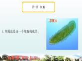 小学科学青岛版六三制六年级上册第一单元《遗传和变异》复习课件（2022）
