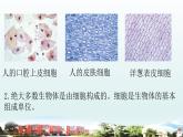 小学科学青岛版六三制六年级上册第一单元《遗传和变异》复习课件（2022）