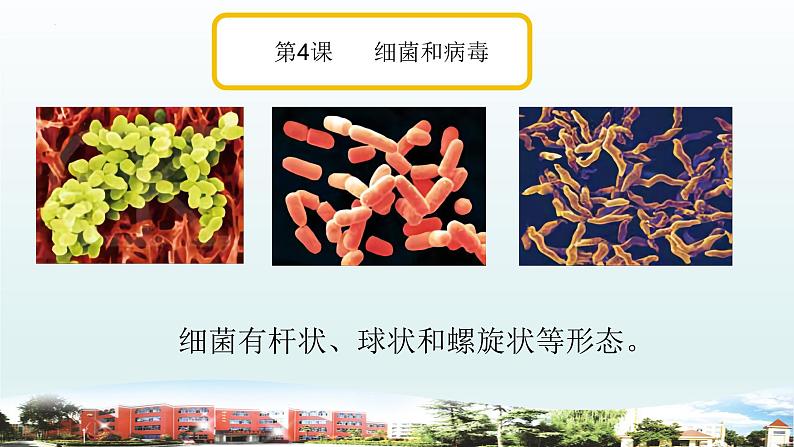 小学科学青岛版六三制六年级上册第二单元《微生物》复习课件（2022）03