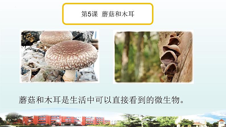 小学科学青岛版六三制六年级上册第二单元《微生物》复习课件（2022）08