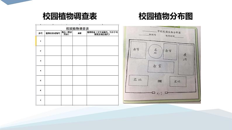 小学科学 教科版 六年级 校园生物分布图  课件第7页