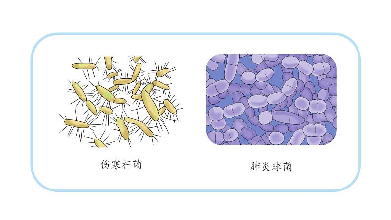 小学科学教科版六年级上册第一单元第7课《微生物与健康》课件（2022秋）05