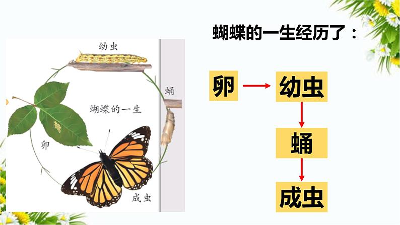 大象版科学（2017）三年级上册2.4《动物的一生》课件第4页