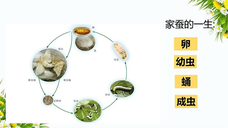 大象版科学（2017）三年级上册2.4《动物的一生》课件第7页