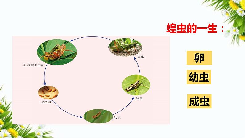 大象版科学（2017）三年级上册2.4《动物的一生》课件第8页